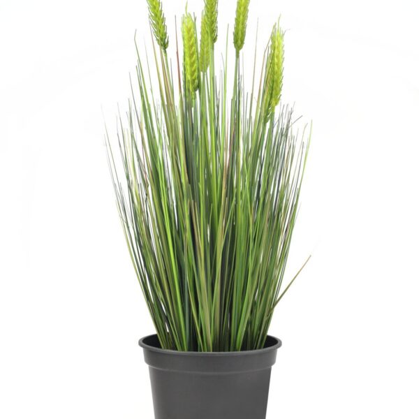 Decoration: 'Early wheat', 60cm, pot